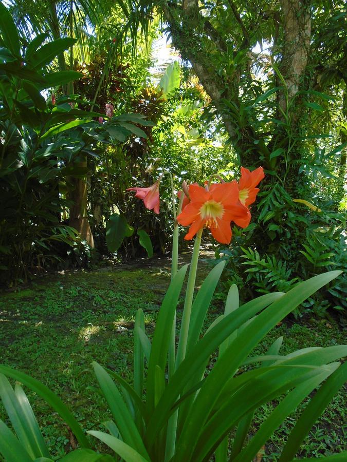J And H Garden Cabinas Bocas Town Kültér fotó